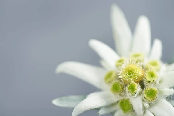 Edelweiss em fundo cinza Imagem De Stock