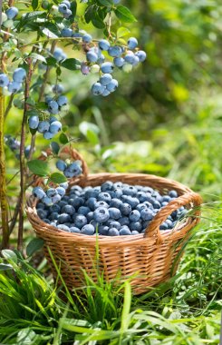 Olgun Bilberries hasır sepet içinde. Yeşil çim ve yaban mersini çalı