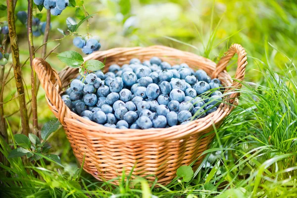 Blueberry basket. Ripe Bilberries in wicker basket. — Stock Photo, Image