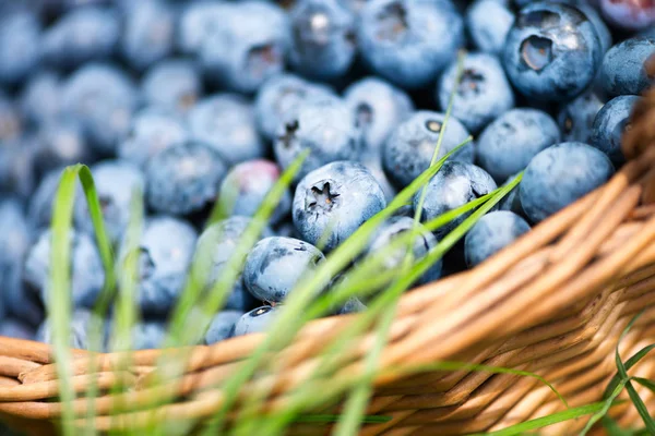 Bleuets fraîchement cueillis dans un panier rustique gros plan . — Photo