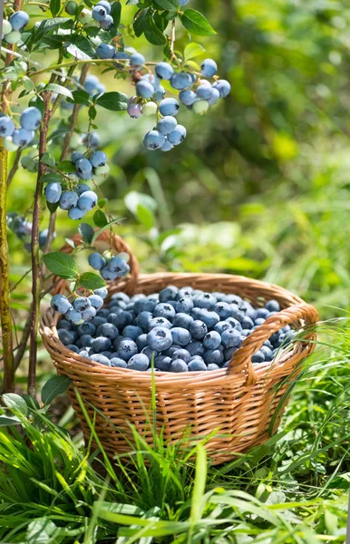 Ripe Bilberries in wicker basket. Green grass and blueberry bush Royalty Free Stock Images