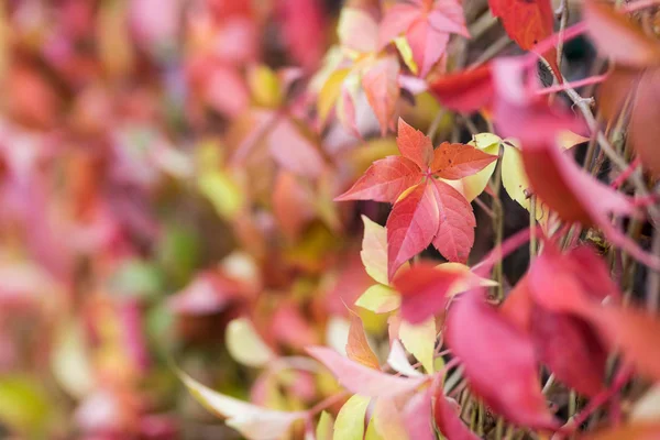 Colorful Autumn Virginia Creeper, Wild Grape Background. — Stock Photo, Image