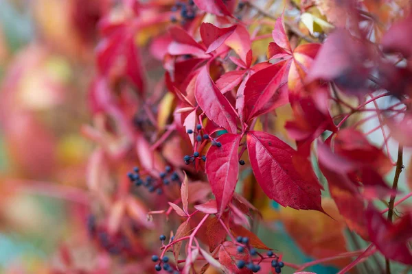 Colorido Outono Virginia Creeper, Fundo de uva selvagem . — Fotografia de Stock