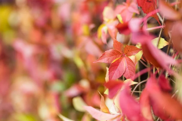 Bunte Herbst virginia Schlingpflanze, wilde Trauben Hintergrund. — Stockfoto