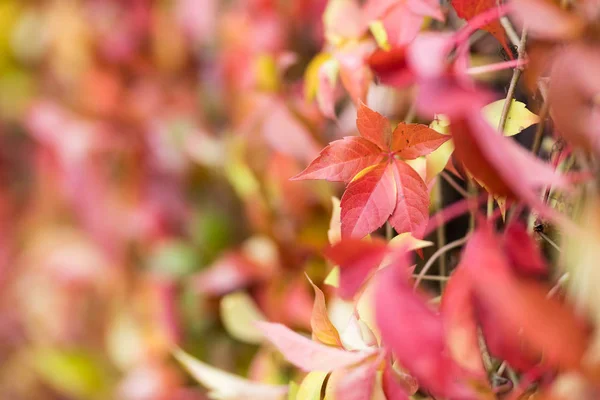 Colorful Autumn Virginia Creeper, Wild Grape Background. Stock Photo
