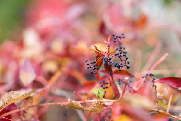 Bunte Herbst virginia Schlingpflanze, wilde Trauben Hintergrund. — Stockfoto