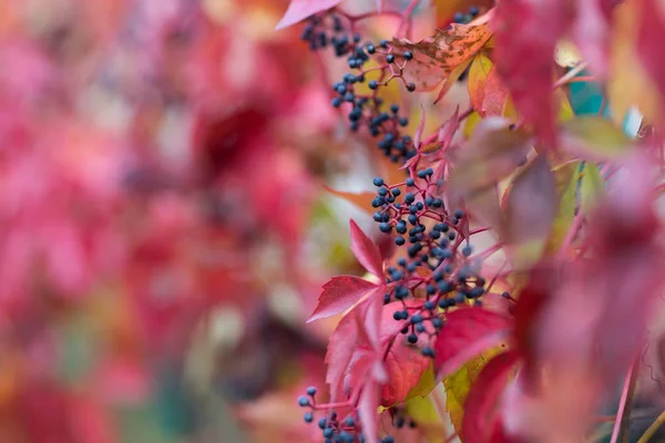Bunte Herbst virginia Schlingpflanze, wilde Trauben Hintergrund. — Stockfoto