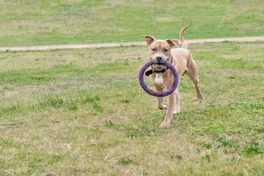 Bir köpek, kahverengi bir pitbull, çim dişlerini bir oyuncak ile birlikte çalışır. Yatay Çerçeve