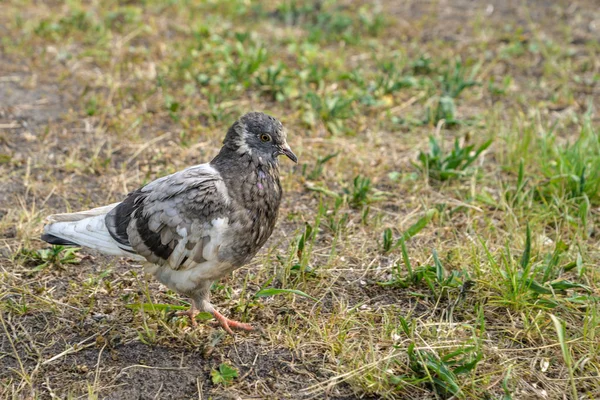 Bella colomba di uccelli, in piedi su erba verde. Telaio orizzontale — Foto Stock
