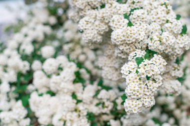 Arka plan beyaz küçük çiçek, çalı çiçeklenme. Yatay Çerçeve