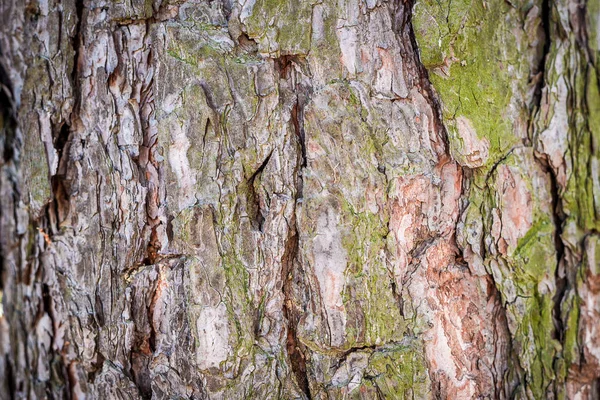 Přírodní pozadí. Textury z kůry stromu na celý snímek. Vodorovný rámeček — Stock fotografie