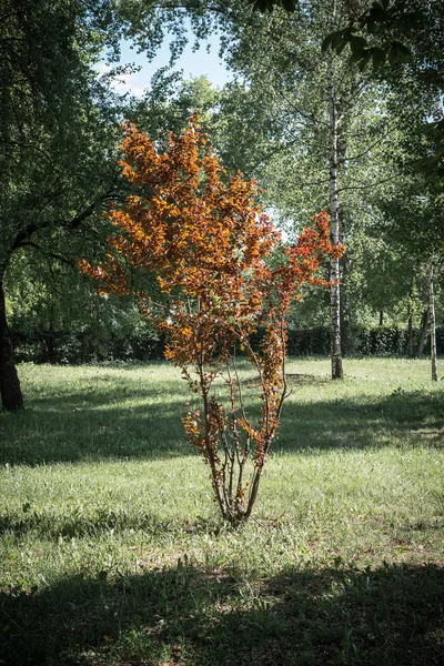 Fundo natural. Árvore com folhas marrons em um parque verde. Quadro vertical — Fotografia de Stock