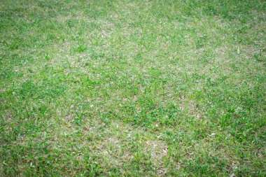 Doğal arka plan, bir glade çimlere tüm çerçeve ile bir doku. Yatay Çerçeve