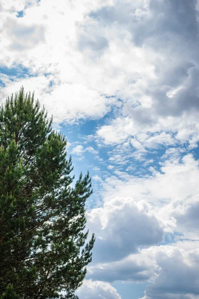 Fundo, pinheiro grande, bonito em um fundo do céu e nuvens, em toda a moldura. Quadro vertical — Fotografia de Stock