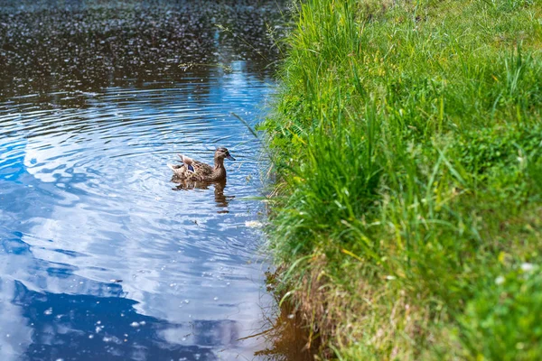 El pato nada a lo largo del agua azul del lago o río, a la derecha crece la hierba, en todo el marco. Naturaleza, pájaros. Marco horizontal — Foto de Stock