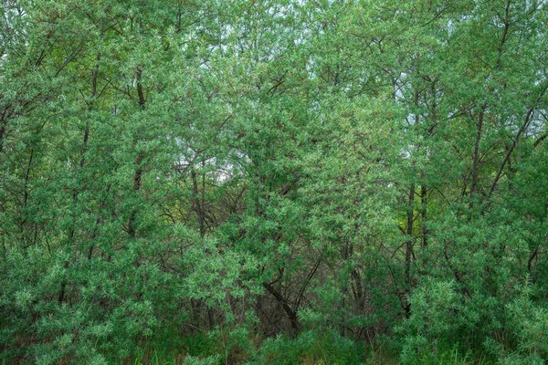 Fond naturel, texture des feuilles vertes des arbres, sur l'ensemble du cadre. Cadre horizontal — Photo
