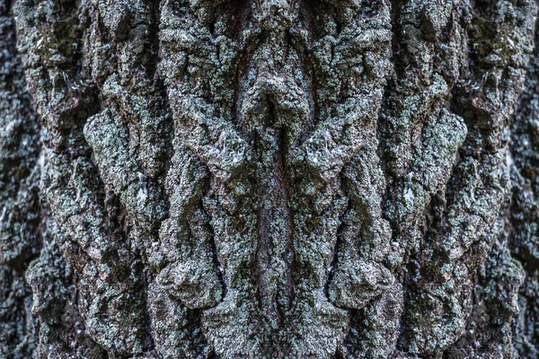 Pozadí. Textury z kůry stromu na celý snímek. Vodorovný rámeček — Stock fotografie