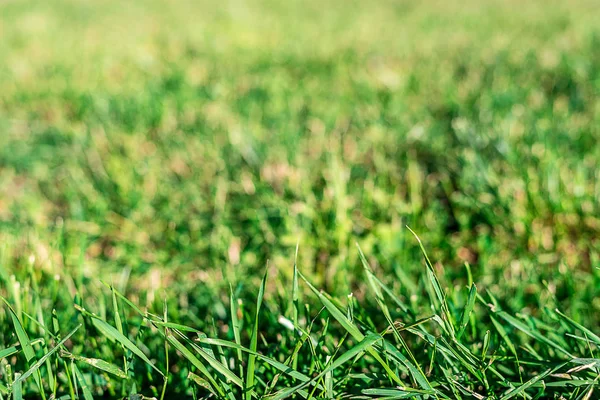 Фон. Текстура зеленой травы на всей раме. Горизонтальная рамка — стоковое фото