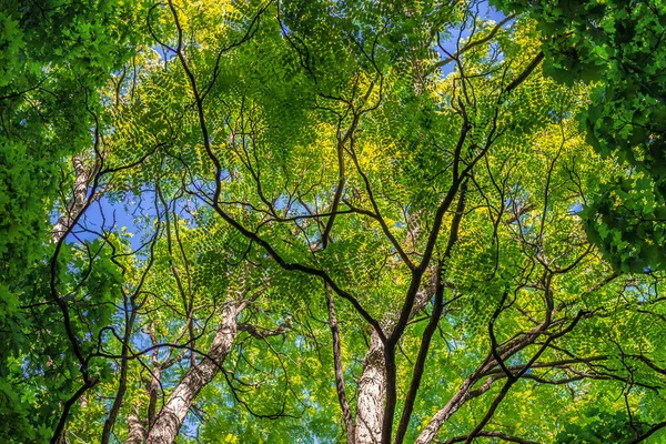 Contexto. Ramos e folhas de árvores contra um fundo de céu saturado azul. Quadro horizontal — Fotografia de Stock