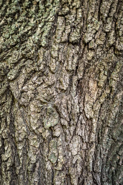 Contesto. Struttura della corteccia di un albero su tutta la struttura. Telaio verticale — Foto Stock