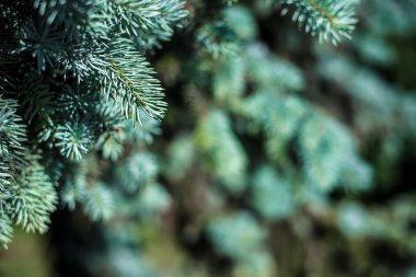 Arka plan. Doku mavi çam şubelerinin her karesinde. Yatay Çerçeve