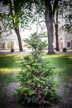 Bir küçük yeşil çam ağaçları arasında bir parkta. Dikey çerçeve