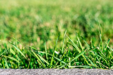 Arka plan. Yeşil çim dokusu tüm çerçeve. Yatay Çerçeve