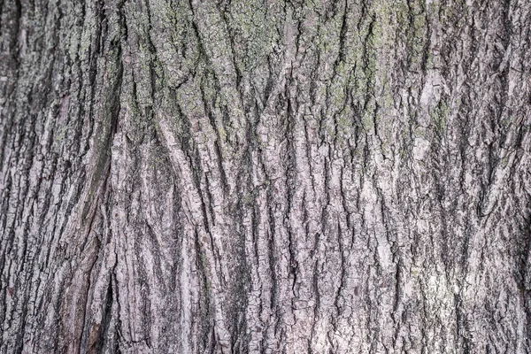 Hintergrund. Textur der Rinde eines Baumes auf dem gesamten Rahmen. horizontaler Rahmen — Stockfoto