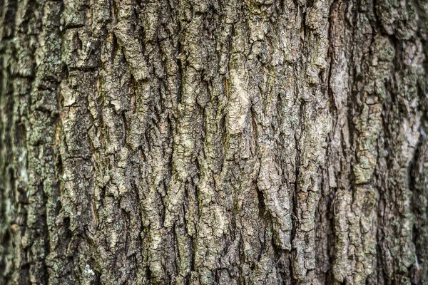 Hintergrund. Textur der Rinde eines Baumes auf dem gesamten Rahmen. horizontaler Rahmen — Stockfoto