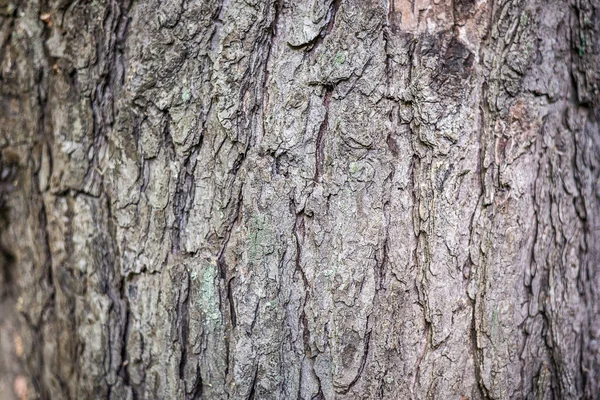 Antecedentes Textura de la corteza de un árbol en todo el marco. Marco horizontal —  Fotos de Stock