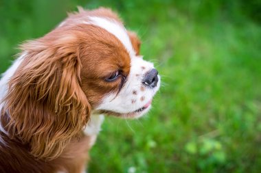 Güzel bir küçük köpek yeşil çayır bir İspanyol ayakta doğurmak. Yatay Çerçeve