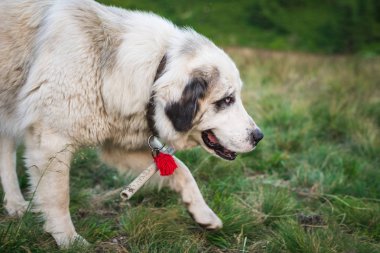 Büyük beyaz bir köpek doğada yürür. Yatay Çerçeve
