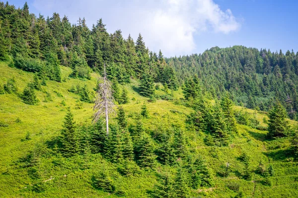 Seyahat, trekking. Yaz manzara - dağlar, yeşil otlar, ağaçlar ve mavi gökyüzü. Yatay Çerçeve