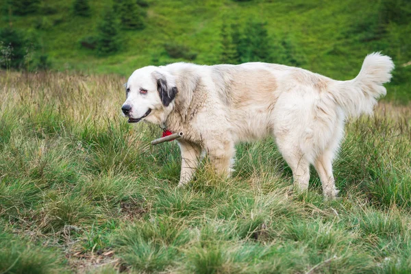 Büyük beyaz bir köpek doğada yürür. Yatay Çerçeve