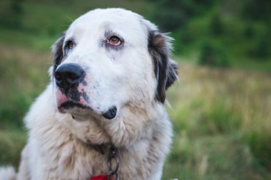 Büyük beyaz bir köpek doğada yürür. Yatay Çerçeve