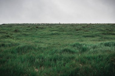 Kasvetli manzara. Karanlık çim ve gri gökyüzü. Yatay Çerçeve