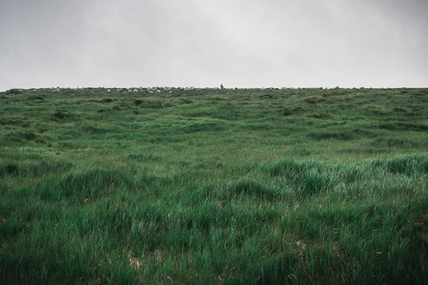 Kasvetli manzara. Karanlık çim ve gri gökyüzü. Yatay Çerçeve