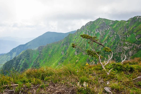 Manzara, seyahat, turizm. Yeşil dağlar, ağaçlar, çimenler. Yatay Çerçeve