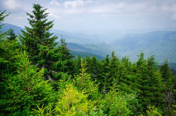 Manzara, seyahat, turizm. Yeşil dağlar, ağaçlar, çimenler. Yatay Çerçeve