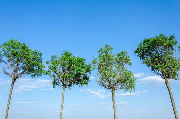 Четыре дерева против неба — стоковое фото