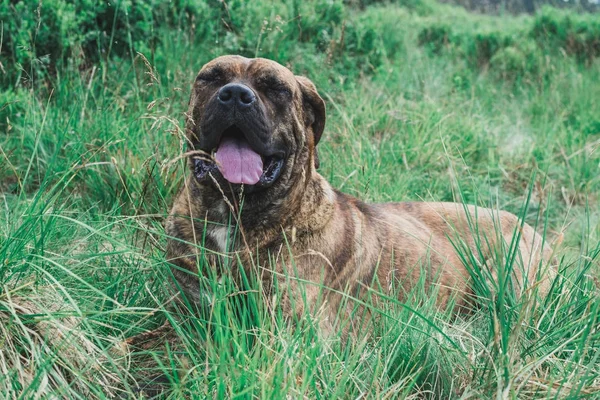 O pitbull marrom está na grama — Fotografia de Stock