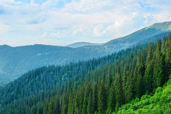 Dağ manzarası arka planda Noel ağaçları