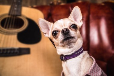 Belgili tanımlık çerçevelemek yanında gitar Chihuahua bakar