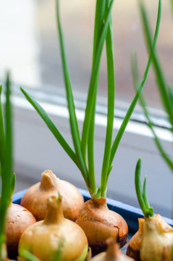 Genç soğan mavi bir stand üzerine büyür