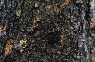 koyu kahverengi kabuğu doku tüm çerçeve