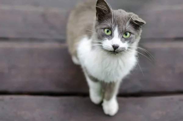 Gato gris-blanco con una oreja polvoreada mira el marco —  Fotos de Stock