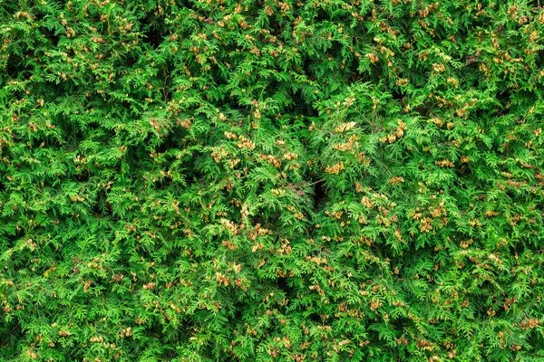 Textura arbusto verde em todo o quadro — Fotografia de Stock
