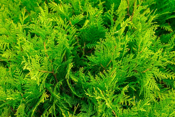 Doku yeşil bush bütün çerçeve — Stok fotoğraf