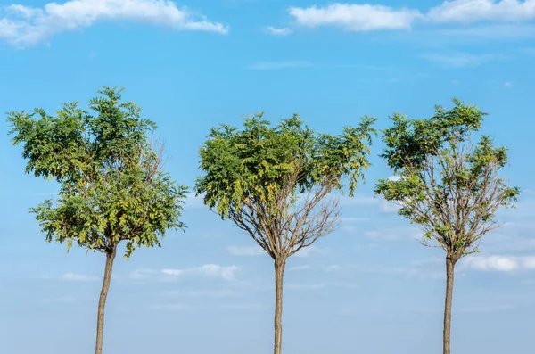 Три дерева против неба — стоковое фото