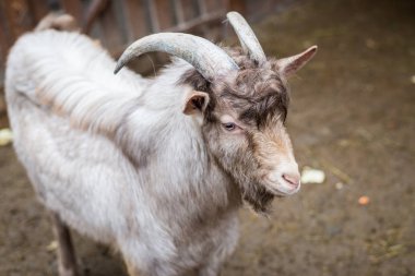 ışık yetişkin keçi